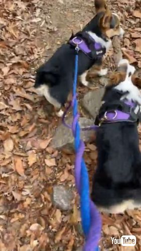 犬 姉妹 棒 散歩 木