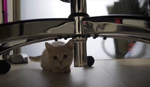 会社のオンライン朝礼に参加する子猫ちゃん