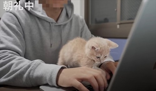 会社のオンライン朝礼に参加する子猫ちゃん