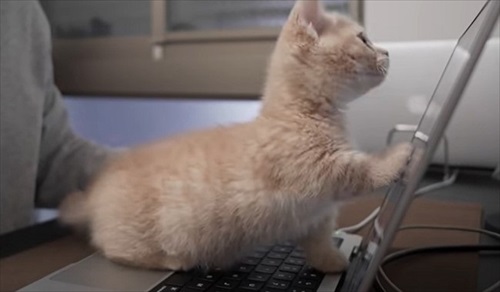 会社のオンライン朝礼に参加する子猫ちゃん