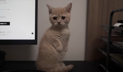 会社のオンライン朝礼に参加する子猫ちゃん