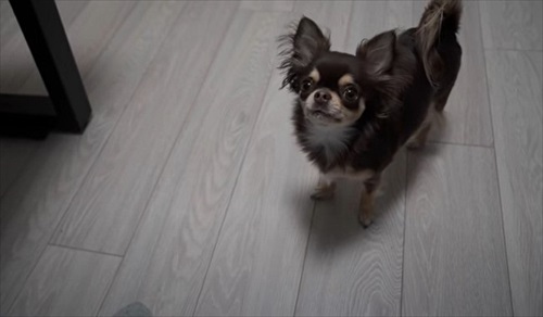 会社のオンライン朝礼に参加する子猫ちゃん