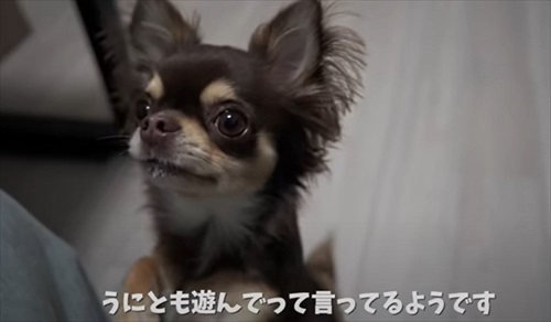 会社のオンライン朝礼に参加する子猫ちゃん