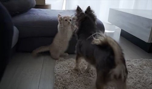 会社のオンライン朝礼に参加する子猫ちゃん