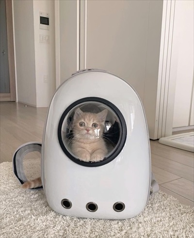 会社のオンライン朝礼に参加する子猫ちゃん