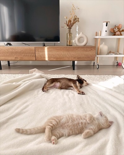 会社のオンライン朝礼に参加する子猫ちゃん