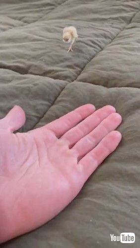 ボタンウズラ ヒナ 手のひら 小さい