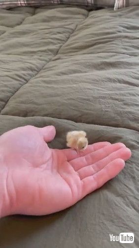 ボタンウズラ ヒナ 手のひら 小さい