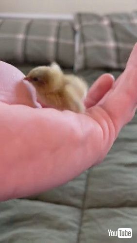 ボタンウズラ ヒナ 手のひら 小さい