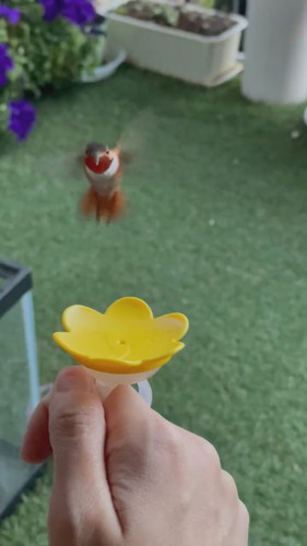 指から蜜を飲むピヨ彦ちゃん