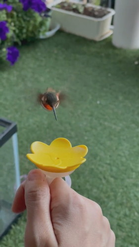 指から蜜を飲むピヨ彦ちゃん
