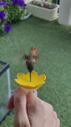 指から蜜を飲むピヨ彦ちゃん