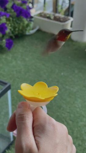 指から蜜を飲むピヨ彦ちゃん