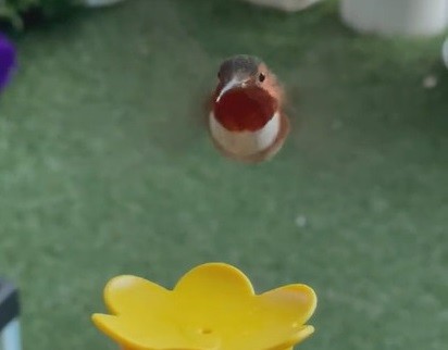 指から蜜を飲むピヨ彦ちゃん