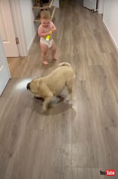 赤ちゃんbaby 海外動画 ほっこり 可愛い 犬 dog 遊ぶ play
