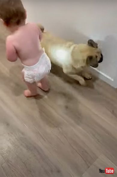 赤ちゃんbaby 海外動画 ほっこり 可愛い 犬 dog 遊ぶ play