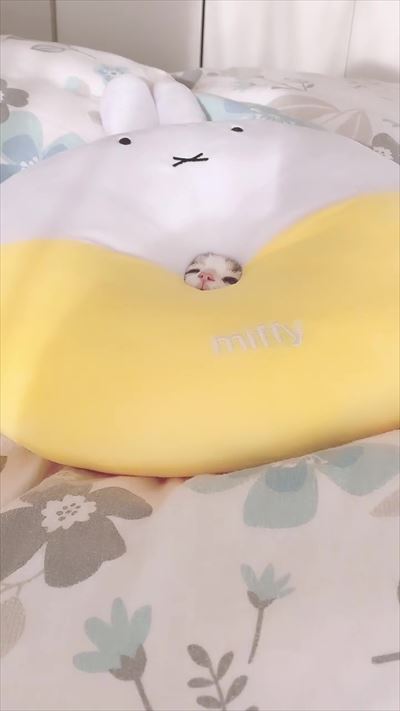 みお 成長日記 穴 ドーナツ 猫 三毛 マンチカン