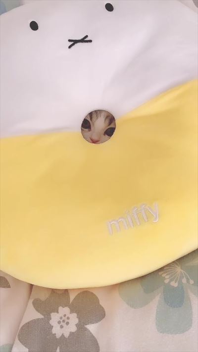 みお 成長日記 穴 ドーナツ 猫 三毛 マンチカン