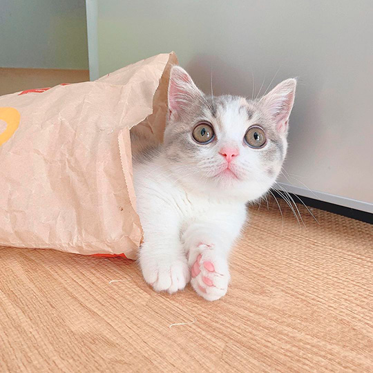 みお 成長日記 穴 ドーナツ 猫 三毛 マンチカン