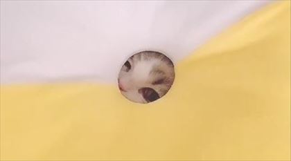 みお 成長日記 穴 ドーナツ 猫 三毛 マンチカン