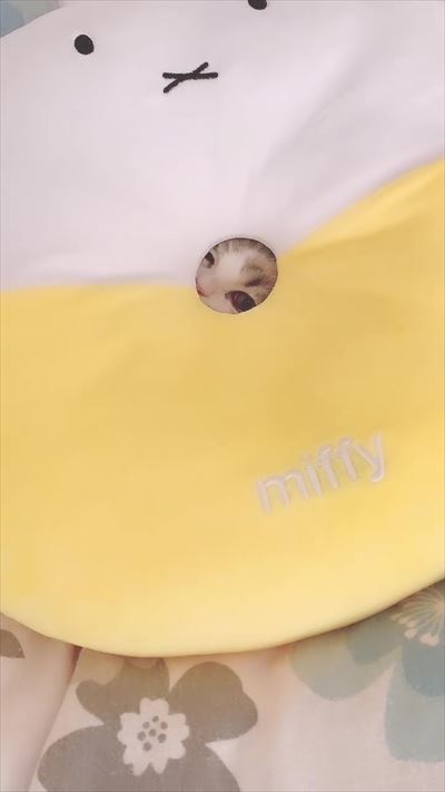 みお 成長日記 穴 ドーナツ 猫 三毛 マンチカン