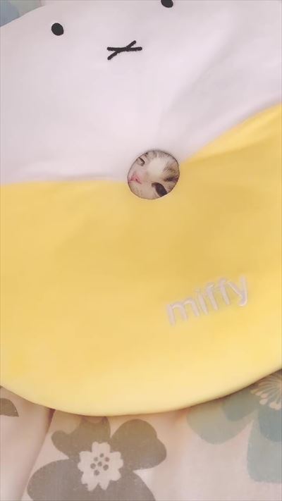 みお 成長日記 穴 ドーナツ 猫 三毛 マンチカン