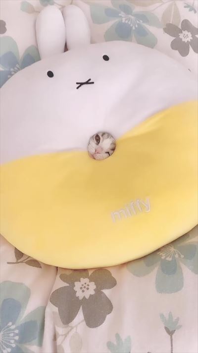 みお 成長日記 穴 ドーナツ 猫 三毛 マンチカン