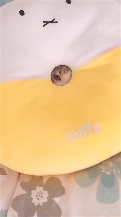 みお 成長日記 穴 ドーナツ 猫 三毛 マンチカン