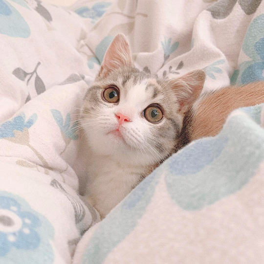 みお 成長日記 穴 ドーナツ 猫 三毛 マンチカン