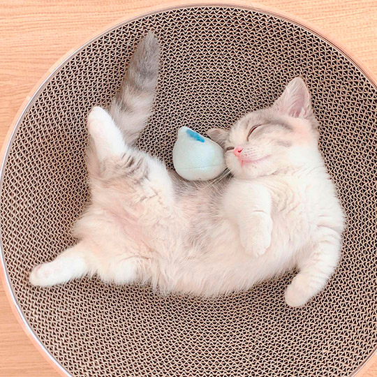 みお 成長日記 穴 ドーナツ 猫 三毛 マンチカン