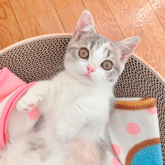 みお 成長日記 穴 ドーナツ 猫 三毛 マンチカン