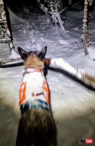 雪まみれになるワンコの画像