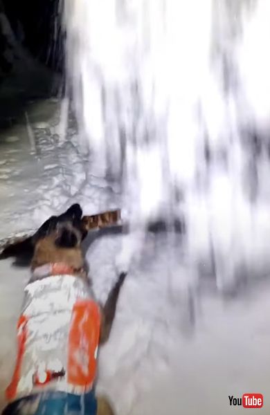 雪まみれになるワンコの画像