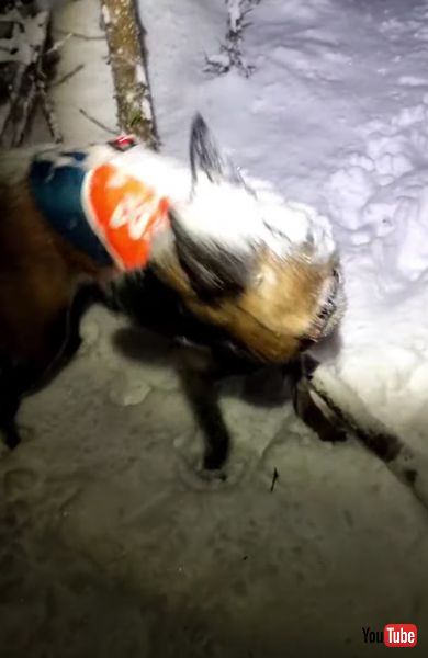 雪まみれになるワンコの画像