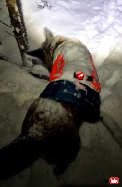 雪まみれになるワンコの画像