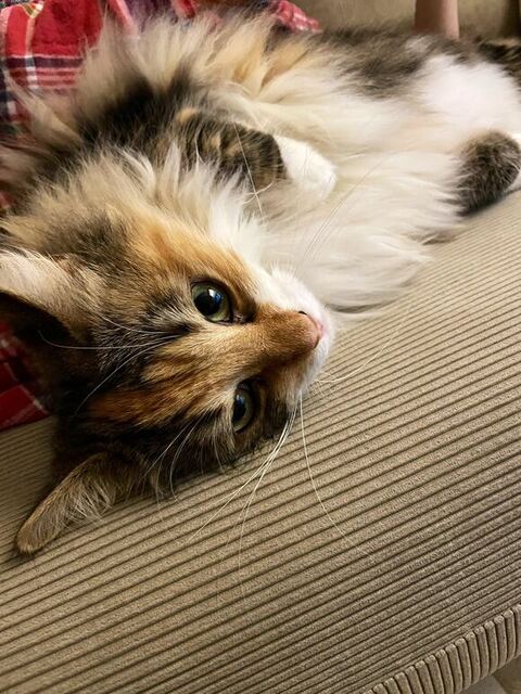 ひまり 幼少期 つくね ソファ 転ぶ