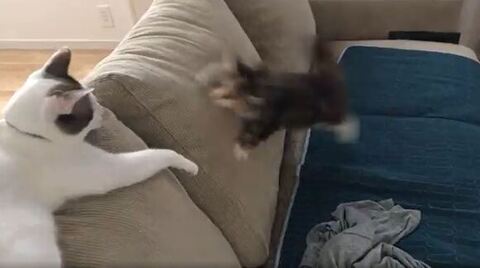 ひまり 幼少期 つくね ソファ 転ぶ