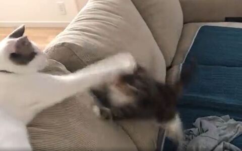 ひまり 幼少期 つくね ソファ 転ぶ