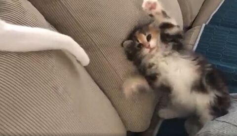 ひまり 幼少期 つくね ソファ 転ぶ