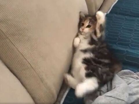 ひまり 幼少期 つくね ソファ 転ぶ