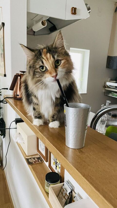 ひまり 幼少期 つくね ソファ 転ぶ