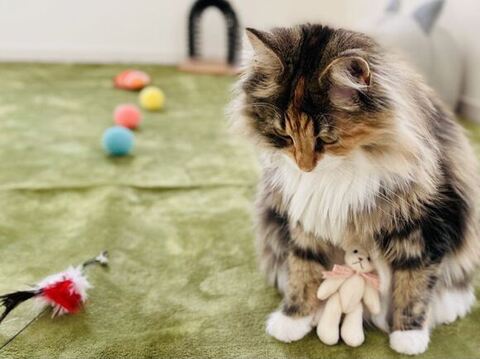 ひまり 幼少期 つくね ソファ 転ぶ