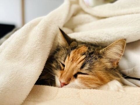 ひまり 幼少期 つくね ソファ 転ぶ