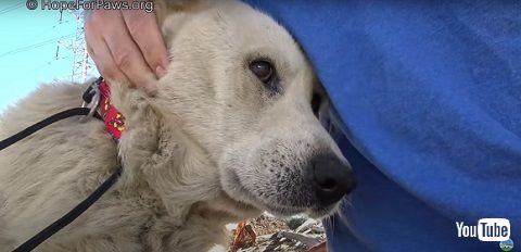 耳の悪い犬