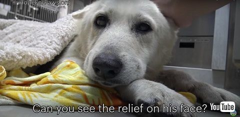 耳の悪い犬