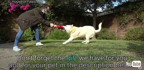 耳の悪い犬