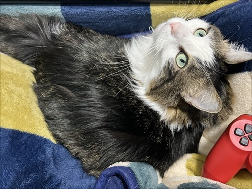 自ら負荷になりにくる猫ちゃん