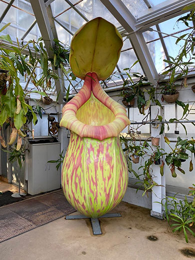 食虫植物のオブジェ