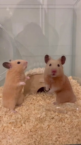 アクスタ 同じポーズ もちちハムスター