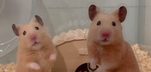 アクスタ 同じポーズ もちちハムスター